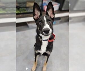 Border Collie-Huskies  Mix Dogs for adoption in San Leon, TX, USA