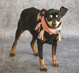 Miniature Pinscher Dogs for adoption in Loganville, GA, USA
