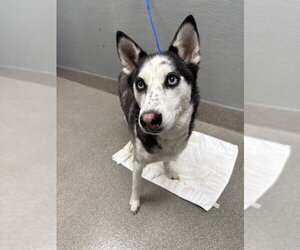Siberian Husky-Unknown Mix Dogs for adoption in Las Vegas, NV, USA