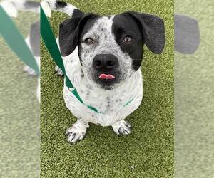 Basset Hound-Unknown Mix Dogs for adoption in Fayetteville, NC, USA