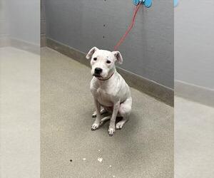 Mutt Dogs for adoption in Las Vegas, NV, USA