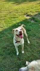 Mutt Dogs for adoption in Dothan, AL, USA