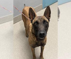 Mutt Dogs for adoption in Las Vegas, NV, USA
