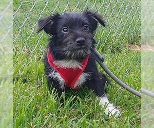 Mutt Dogs for adoption in Scottsboro, AL, USA