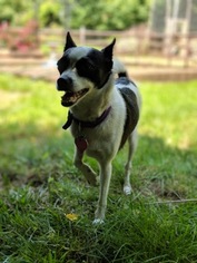 Chihuahua-Unknown Mix Dogs for adoption in Haymarket , VA, USA