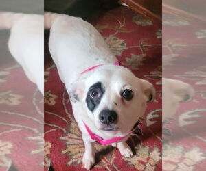Chihuahua-Unknown Mix Dogs for adoption in Mundelein, IL, USA