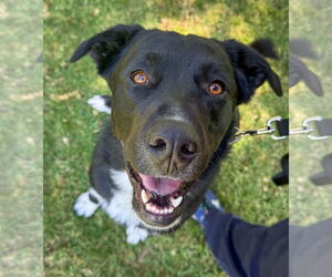 Labrador Retriever-Unknown Mix Dogs for adoption in San Diego, CA, USA