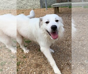 Great Pyrenees Dogs for adoption in Virginia Beach, VA, USA