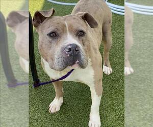 American Bulldog Dogs for adoption in Fayetteville, NC, USA