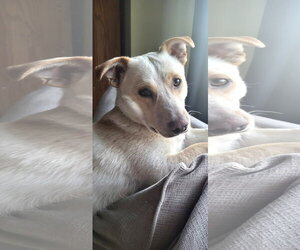Labrador Retriever-Unknown Mix Dogs for adoption in Bellevue, WA, USA