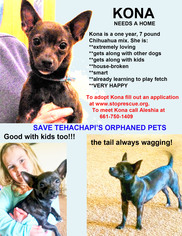 Chihuahua Dogs for adoption in Tehachapi, CA, USA