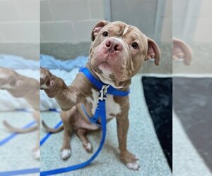 American Bulldog Dogs for adoption in Boston, MA, USA