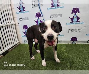 American Pit Bull Terrier-Labrador Retriever Mix Dogs for adoption in Orlando, FL, USA