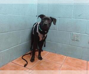Labrador Retriever-Unknown Mix Dogs for adoption in Downey, CA, USA