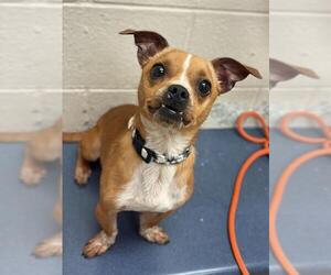 Chihuahua-Unknown Mix Dogs for adoption in Fort Wayne, IN, USA