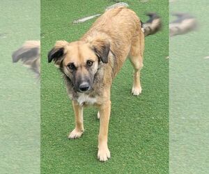 Mutt Dogs for adoption in Carrollton, TX, USA