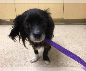 Chihuahua Dogs for adoption in Riverside, CA, USA