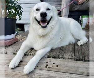 Great Pyrenees Dogs for adoption in Gulfport, MI, USA