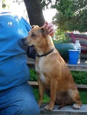 Box heeler Dogs for adoption in Redding, CA, USA