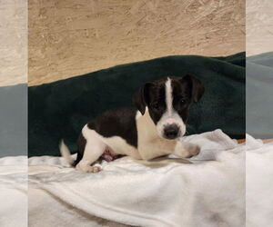 Medium Photo #2 Jack Russell Terrier-Unknown Mix Puppy For Sale in SHERBURNE, NY, USA