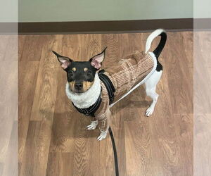 Rat Terrier Dogs for adoption in MECHANICSBURG, PA, USA