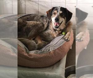 Bluetick Coonhound Dogs for adoption in Fort Lauderdale, FL, USA