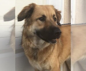 Golden Shepherd Dogs for adoption in Los Angeles, CA, USA
