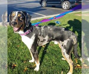 Catahoula Leopard Dog Dogs for adoption in Pendleton, NY, USA