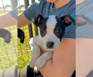 Mutt Dogs for adoption in Abbeville, LA, USA