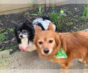 Paperanian Dogs for adoption in Arlington, WA, USA