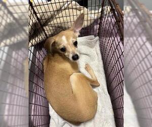 Chihuahua-Unknown Mix Dogs for adoption in San Martin, CA, USA