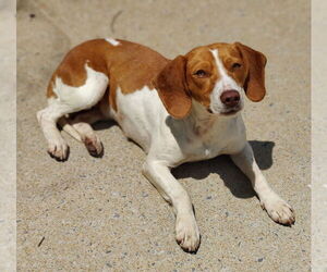 Beagle-Pointer Mix Dogs for adoption in Talladega, AL, USA