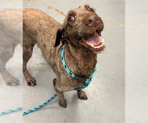 Poodle (Standard) Dogs for adoption in Peoria, IL, USA