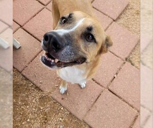 Black Mouth Cur-Unknown Mix Dogs for adoption in Galveston, TX, USA