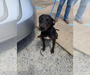 Doberman Pinscher-Labrador Retriever Mix Dogs for adoption in Seahurst, WA, USA