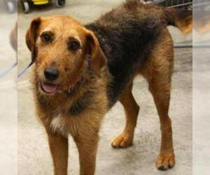 Airedale Terrier Dogs for adoption in Woodside, NY, USA