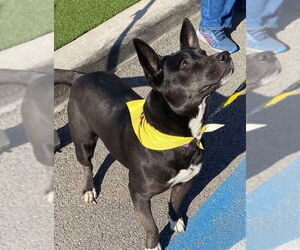 American Pit Bull Terrier Dogs for adoption in Benton, PA, USA