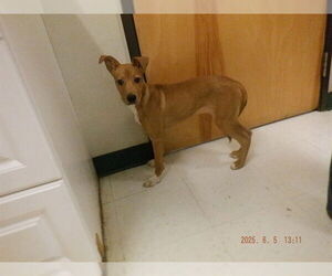 Greyhound-Unknown Mix Dogs for adoption in Oroville, CA, USA