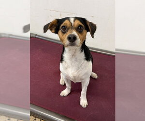 Dachshund-Unknown Mix Dogs for adoption in St. Louis Park, MN, USA