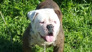 Bulldog Dogs for adoption in Vacaville, CA, USA