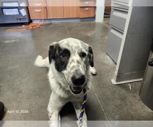 Australian Shepherd-Unknown Mix Dogs for adoption in Santa Cruz, CA, USA