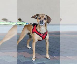 Puggle Dogs for adoption in Mission Viejo, CA, USA