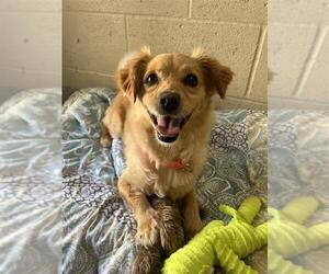 Pomeranian-Unknown Mix Dogs for adoption in Elk Grove, CA, USA