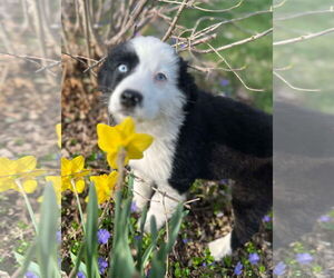 Border-Aussie Dogs for adoption in Omaha, NE, USA