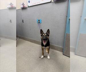 German Shepherd Dog-Unknown Mix Dogs for adoption in Las Vegas, NV, USA