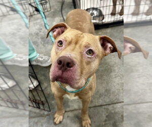 Mutt Dogs for adoption in Glen Allen, VA, USA