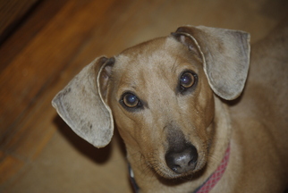 Dachshund Dogs for adoption in Longview, WA, USA