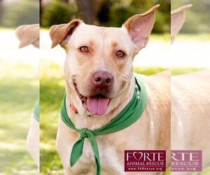 Labrador Retriever-Pharaoh Hound Mix Dogs for adoption in Marina del Rey, CA, USA