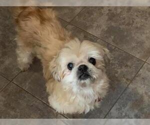 Shih Tzu-Unknown Mix Dogs for adoption in Baltimore, MD, USA