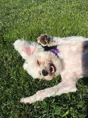 Poodle (Miniature) Dogs for adoption in La Verne , CA, USA